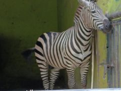 -荆州中山公园动物园