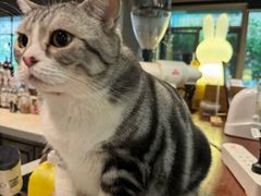 -咖法森林·咖啡  酒吧(天河店)