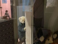 -济州岛泰迪熊博物馆