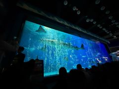 -烟台海昌鲸鲨海洋公园