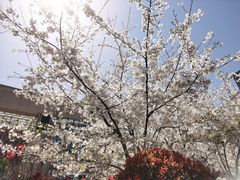 -青岛市图书馆