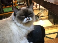 -猫色咖啡·猫咖