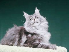 -十年猫舍·猫咪专门店(普陀店)