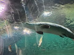 -上海海洋水族馆