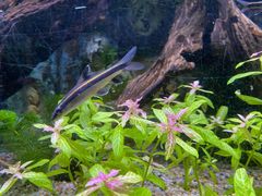 -上海海洋水族馆