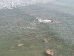-小叶大馅饺子城
