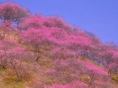 -新建村梅花