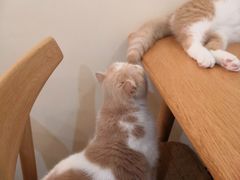 -滚猫咖啡·猫咖·猫友好撸猫(未来城店)