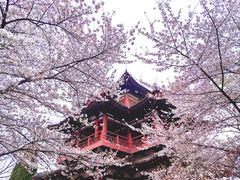 -西安青龙寺遗址景区