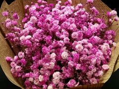 -双季花艺园艺市场(浦东店)