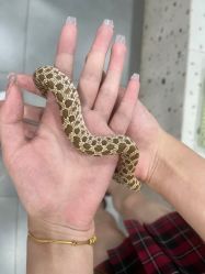 -Moni星球萌宠·小马宝莉·灵蛇·高端高阶全萌宠互动体验俱乐部(红豆国际广场店)