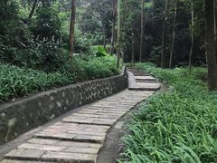-黄埔油麻山森林公园
