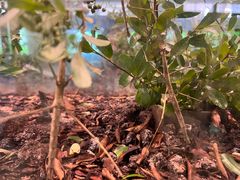 -上海昆虫博物馆