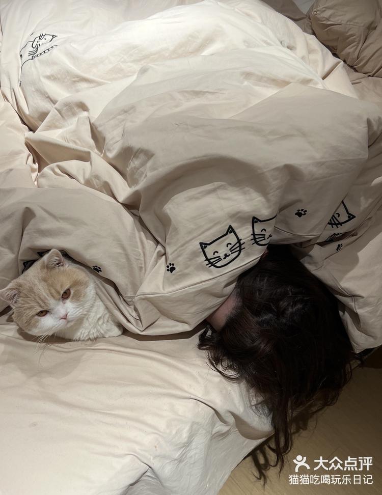 冬天钻被窝的小猫咪