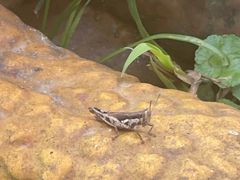 -海南热带雨林国家公园吊罗山景区