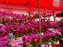 -越秀西湖花市(广州城市广场花卉店)