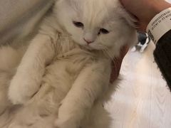 -猫和宫(六道口店)