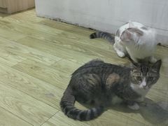 -废柴猫概念馆·桌游电玩卡牌(人广世茂店)