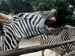 -泉州海丝野生动物世界