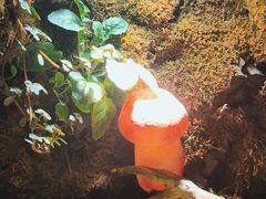 -野菌皇海景野生菌火锅(滨海大道店)