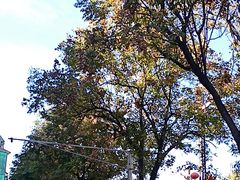 -一记洛阳菜·糖醋小排·水席(十字街店)