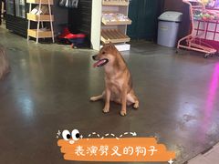 -百好乐宠物友好餐厅(朝外大街店)