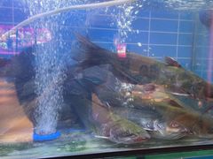 -老板恋上鱼(恒隆广场店)