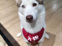-Husky Go! 哈士奇体验馆·宠物咖啡厅狗咖