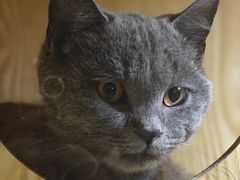 -平行世界·猫咖(首经贸店)