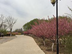 -永定河休闲森林公园