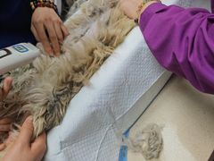 -爱侣·安琦尔宠物医院·中兽医针灸·心内科·狂犬免疫点(宝山区院)