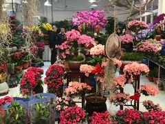 -双季花艺园艺市场(浦东店)