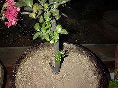 -王婆大虾(胜利大街店)