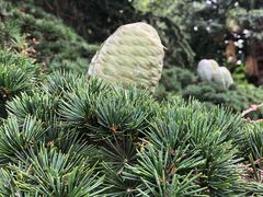-墨尔本皇家植物园