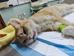 -纳吉亚猫专科动物医院博雅分院