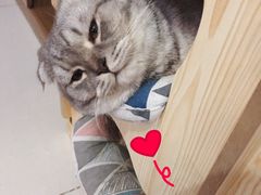 -猫咪咖啡店(新城大街店)