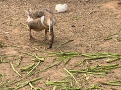 -田趣农庄草莓采摘园