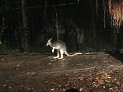 -清迈夜间动物园