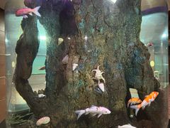 -碧波大酒店-烧烤海鲜自助餐厅