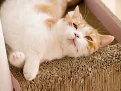 -猫儿山۰猫主题餐厅