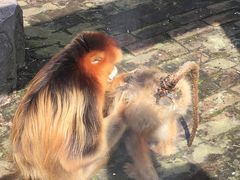 -西安秦岭野生动物园