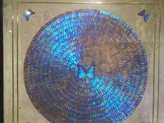 -上海昆虫博物馆