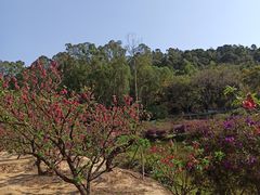 -南国桃园旅游度假区