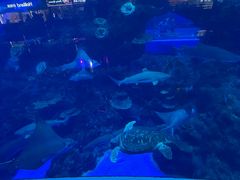 -成都浩海立方海洋公园