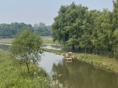 -北京麋鹿生态实验中心