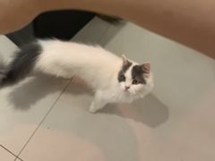 -平行世界·猫咖(首经贸店)