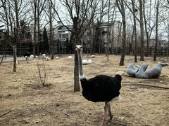 -大连森林动物园