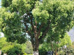 -杭州半山国家森林公园