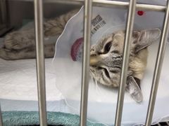 -中农国际动物医院24小时·猫科·骨科·急重症中心