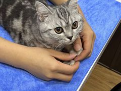 -pd派德宠物中心医院24H急重症·眼科中心·血液透析中心(嵩山北路店)